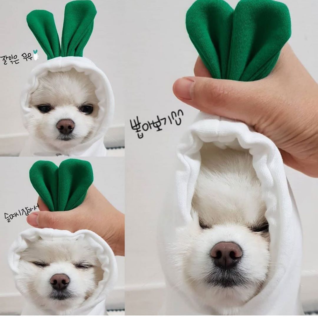 Cute Costume Hoodie