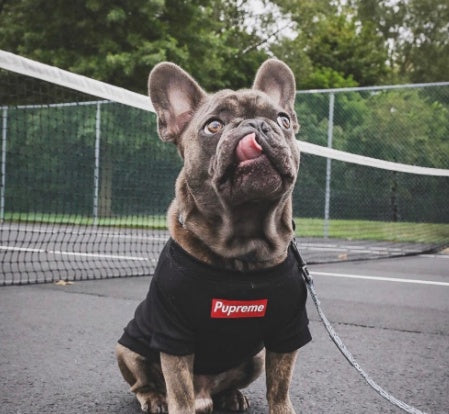 Cute "Pupreme" Shirt