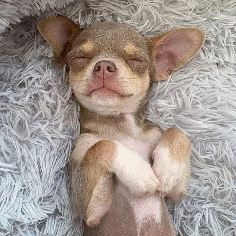 Super Soft Washable Dog Bed